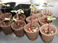 ���������̖{�t�i������j