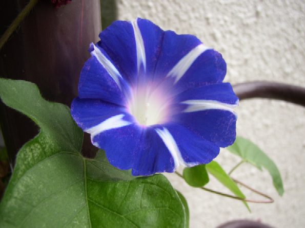 �W���Q�R���̂�������