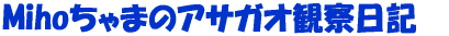 Miho����܂̃A�T�K�I�ώ@���L 