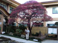 �^�����̔~�̉�