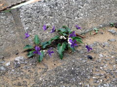 �ĕč�̃X�~��