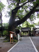 ���Ƃ̂܂ܔ����{�̑�N�X