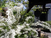 �`�����̃l�R���i�M