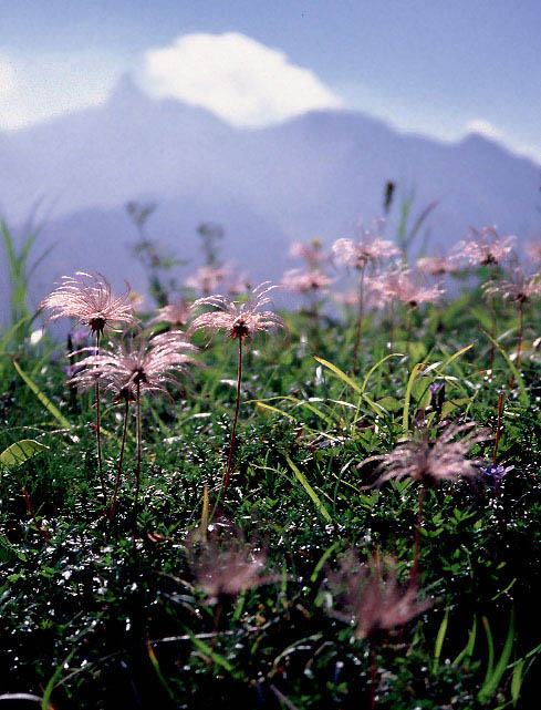 �`���O���}�Ƒ����x