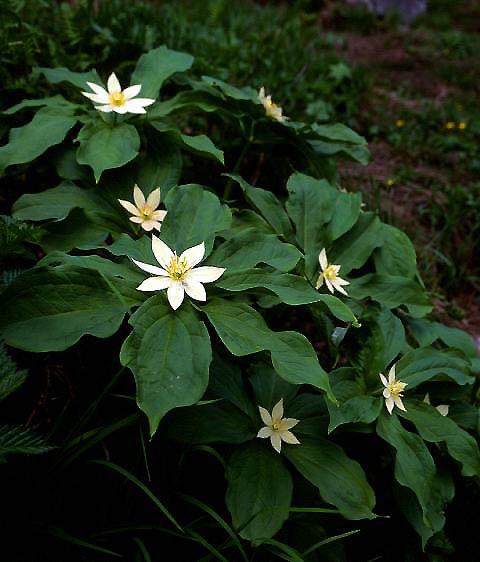 �L�k�K�T�\�E