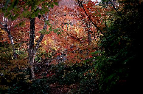 �g�t�̓o�R��