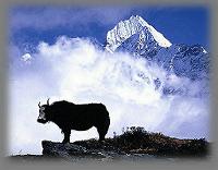 Yak and Mt.Thamserku