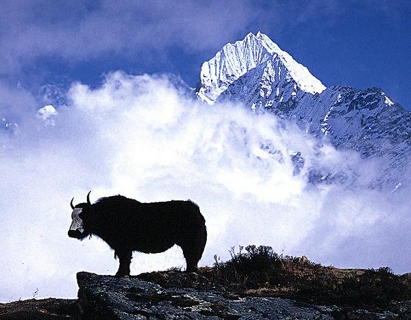 Yak and Mt.Thamserku