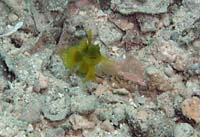 BANDED SHRIMPGOBY