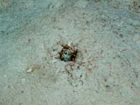 RING-EYE JAWFISH