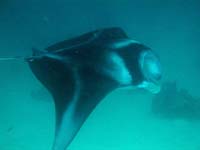 MANTA RAY