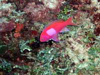 SQUARESPOT ANTHIAS