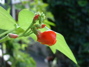 �t���[��