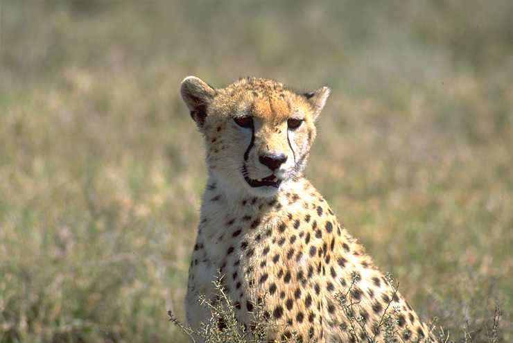 Cheetah 1