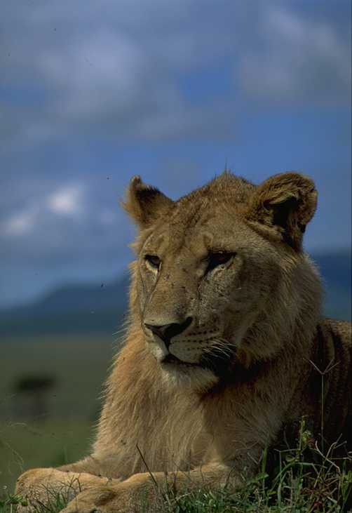 Lion 1