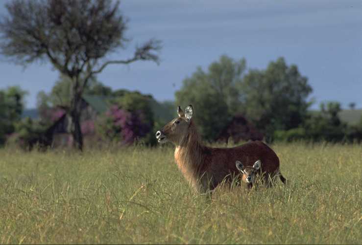 Waterbuck