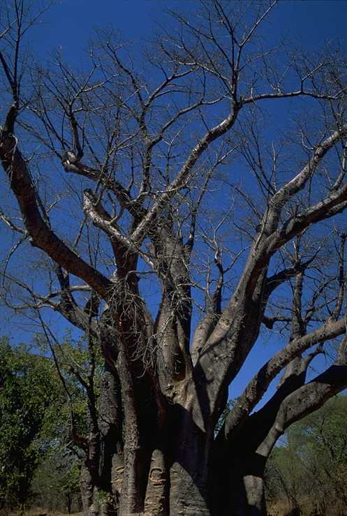 Baobab