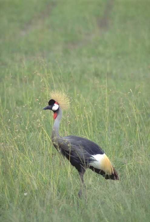 Crowned Crane