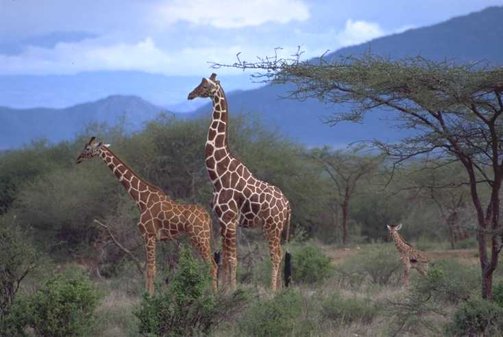 Reticulated Giraffe