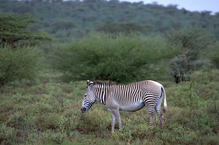 Grevy's Zebra