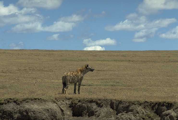 Hyena