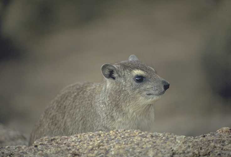 Hyrax