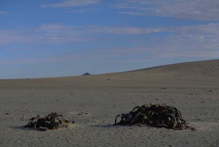 Welwitschia mirabils 1