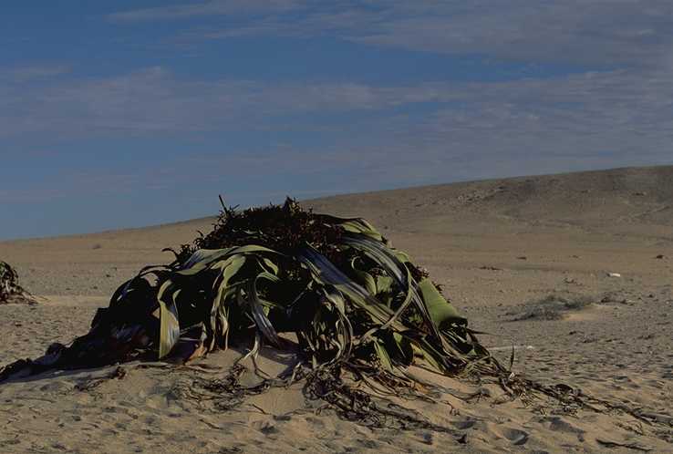 Welwitschia mirabils 2