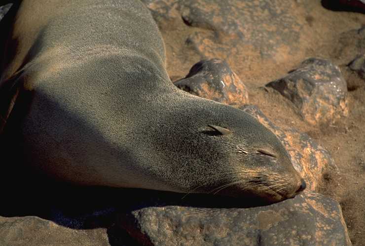 Seal 2
