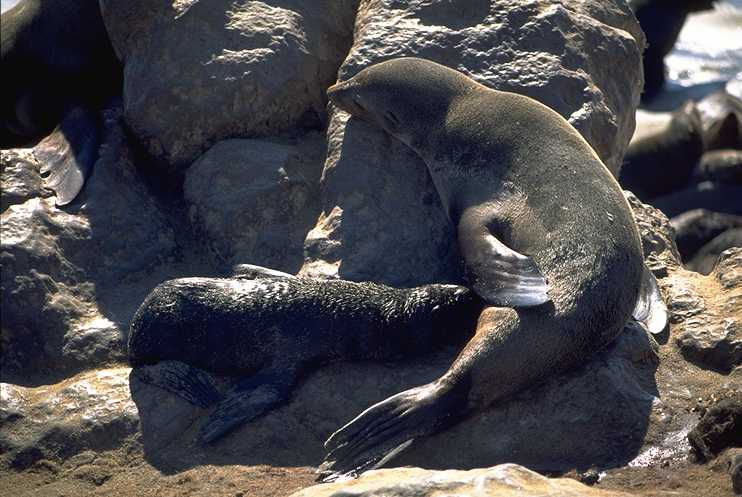 Seal 4