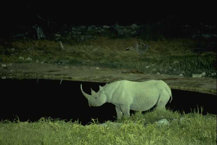 Rhinoceris 3