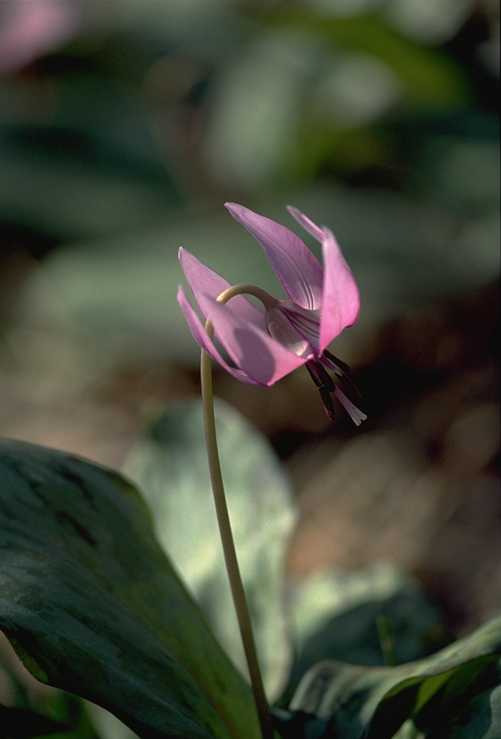 �J�^�N���@�P