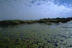 Okavango Delta