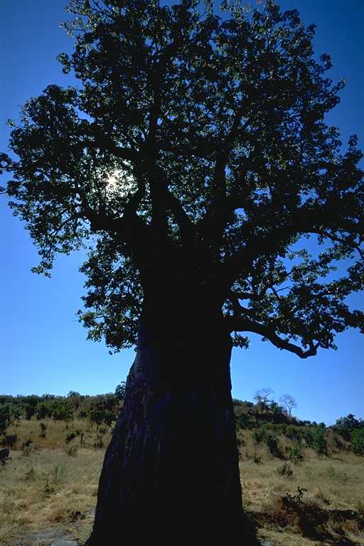 Baobab