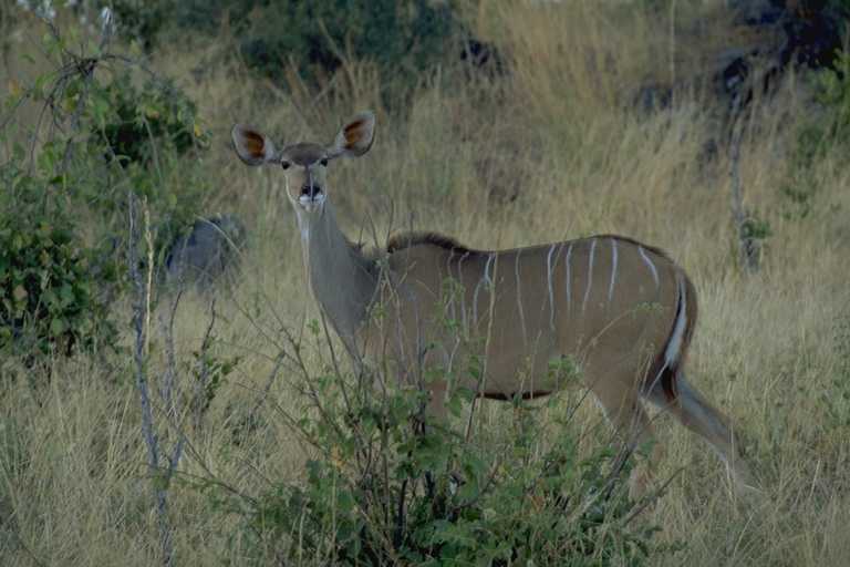 Kudu