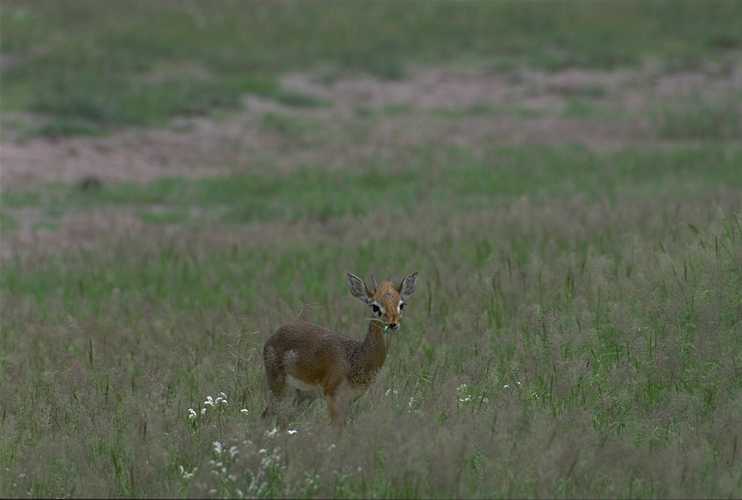 Dikdik