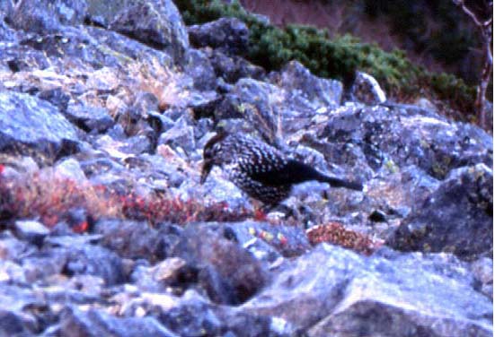 �~�x�x�̗���