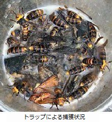 ハチの巣の対処法