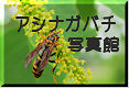 アシナガバチ，単独性狩りバチなどの写真集．