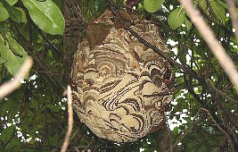 コガタスズメバチの成熟巣