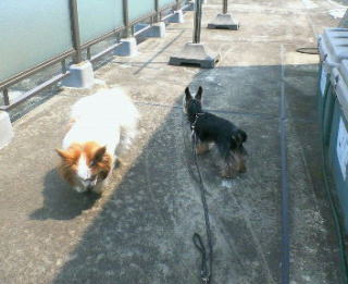 �ς҂����&���邿���