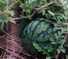 watermelon in July