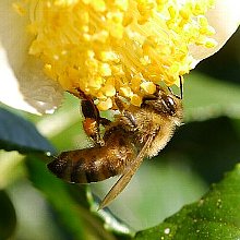 �Z�C���E�~�c�o�`