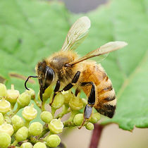 �Z�C���E�~�c�o�`