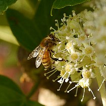 �Z�C���E�~�c�o�`