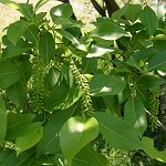 �A�J�����i�M