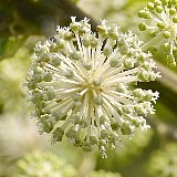 �A���`�E��