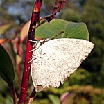 �E���M���V�W�~