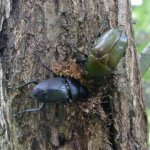 �R�N���K�^�ƃJ�i�u��