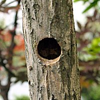 �N�}�o�`�̑���